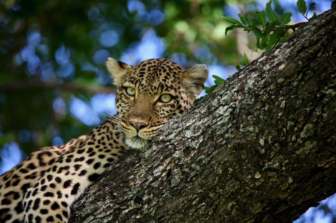 Ivory Wilderness River Rock Lodge محمية كلاسيري الطبيعية الخاصة المظهر الخارجي الصورة