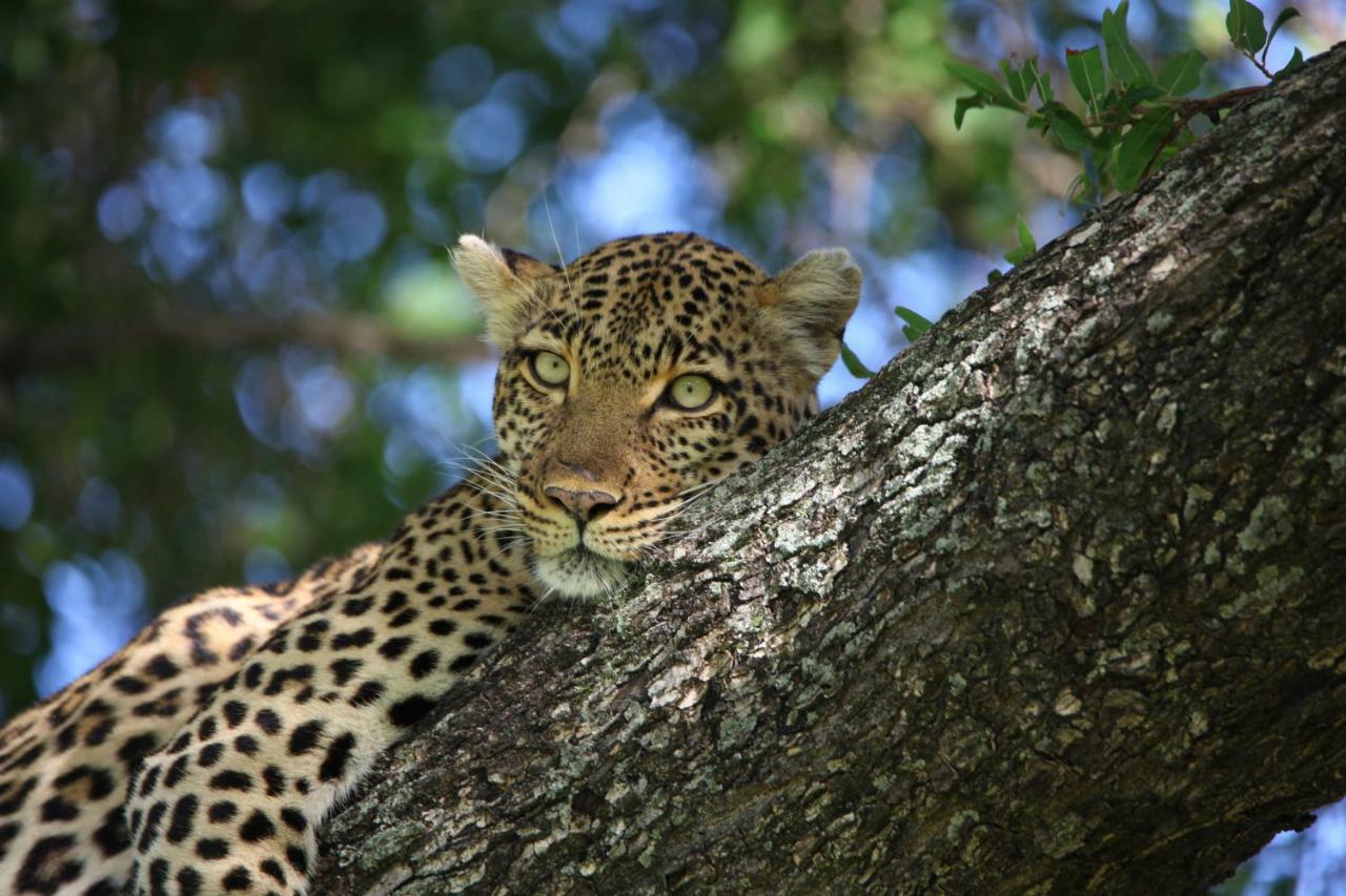Ivory Wilderness River Rock Lodge محمية كلاسيري الطبيعية الخاصة المظهر الخارجي الصورة
