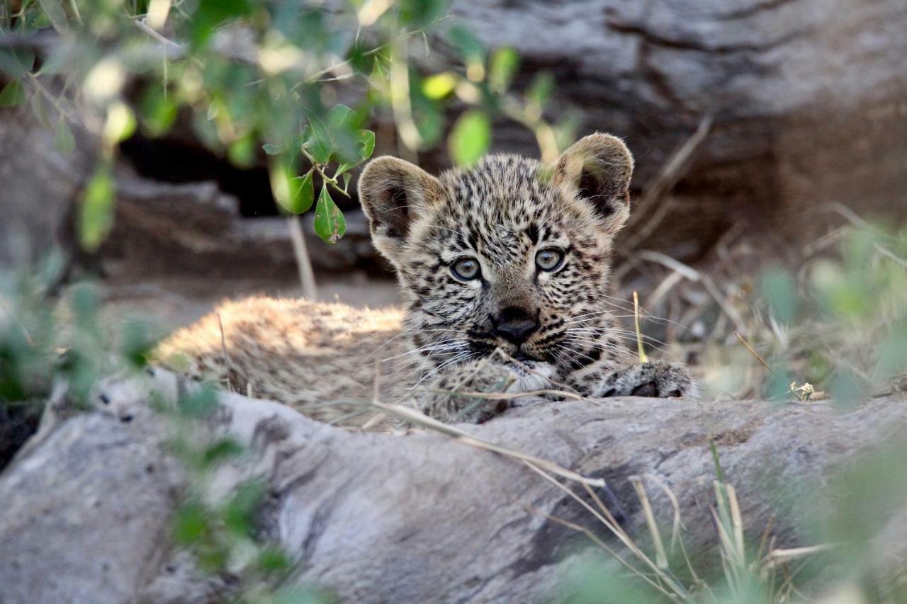Ivory Wilderness River Rock Lodge محمية كلاسيري الطبيعية الخاصة المظهر الخارجي الصورة