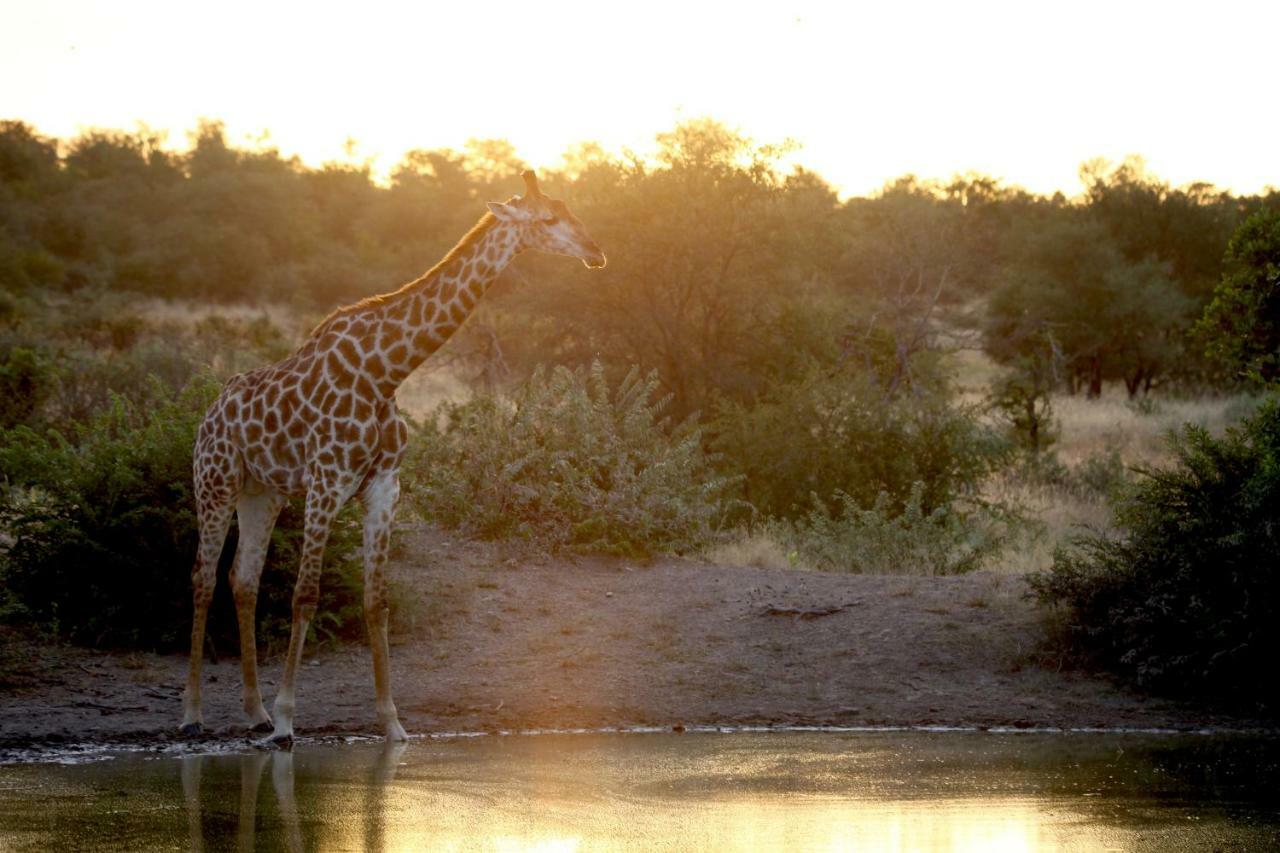 Ivory Wilderness River Rock Lodge محمية كلاسيري الطبيعية الخاصة المظهر الخارجي الصورة