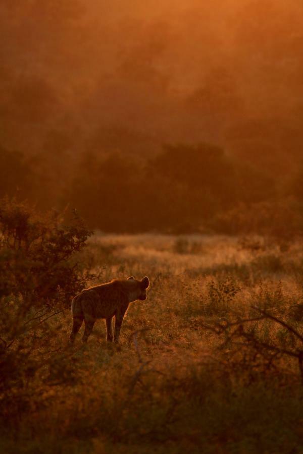 Ivory Wilderness River Rock Lodge محمية كلاسيري الطبيعية الخاصة المظهر الخارجي الصورة